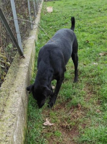 CANE IN ADOZIONE: AARON - Foto 3
