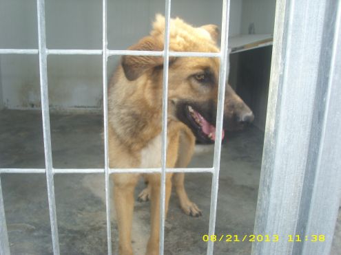 ARTU ', giovane e giocherellone - Foto 3
