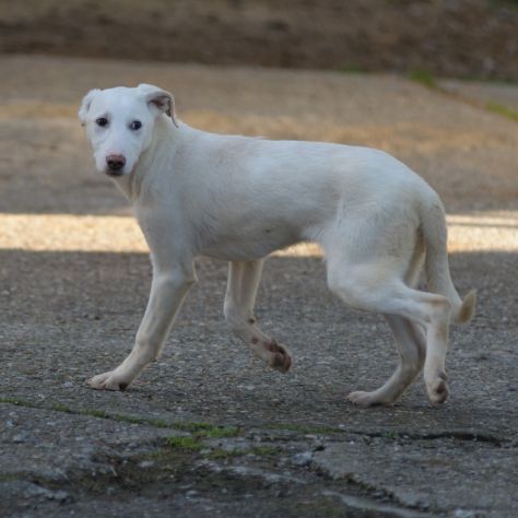 OLIVER, 8 MESI (20/09/25), TAGLIA MEDIA, TIMIDO E MERAVIGLIOSO CERCA CASA - Foto 10
