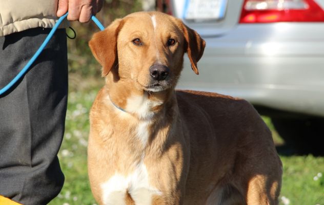 ANETO, doclissimo mix labrador URGENTE - Foto 2