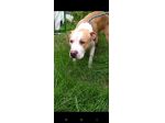 Pitbull puro 3anni finito in canile..piange tutto il giorno! SUD