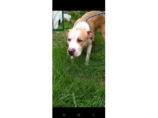 Pitbull puro 3anni finito in canile..piange tutto il giorno! SUD