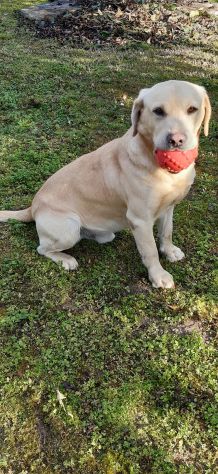 LABRADOR MASCHIO biondo PER ACCOPPIAMENTO - Foto 2