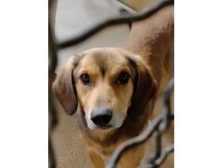 UGOLINO DOCILE, GLI PIACE FARSI COCCOLARE CAGNOLINO IN ADOZIONE