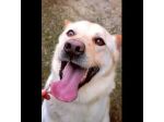 TAKESHI BELLO AFFETTUOSO CANE IN ADOZIONE