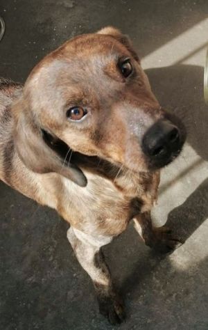 RUDY, CAGNOLINO IN ADOZIONE