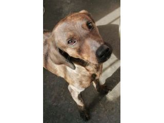 RUDY, CAGNOLINO IN ADOZIONE