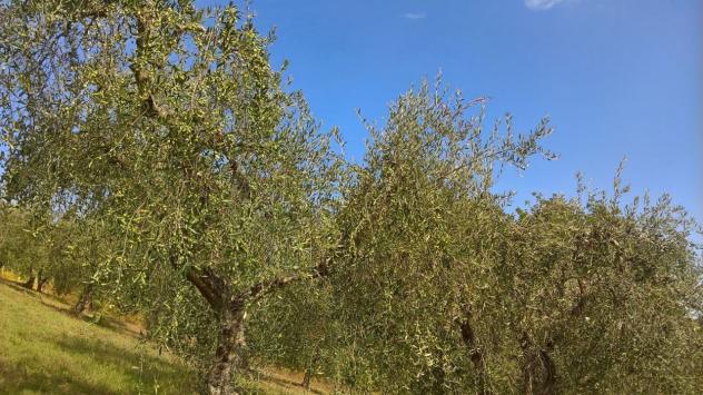 Uliveto in vendita a Lugnano in Teverina - Foto 4