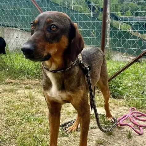 MELAMPO TIMIDO REMISSIVO CAGNOLINO DA ADOTTARE - Foto 2