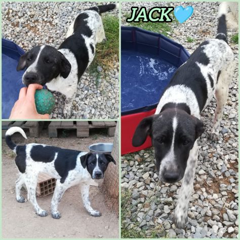 CUCCIOLO JACK