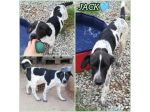 CUCCIOLO JACK