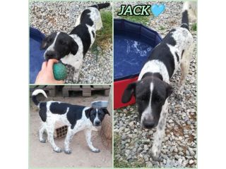 CUCCIOLO JACK
