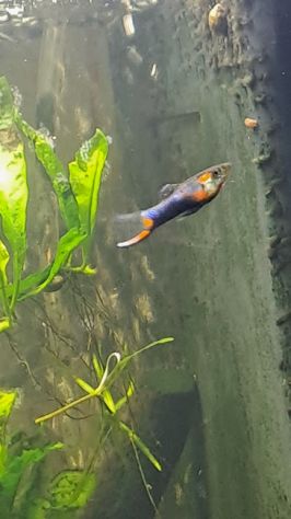PESCI TROPICALI ACQUA DOLCE DEL VENEZUELA - POECILIA WINGEI CAMPOMA nn.47/51, - Foto 5