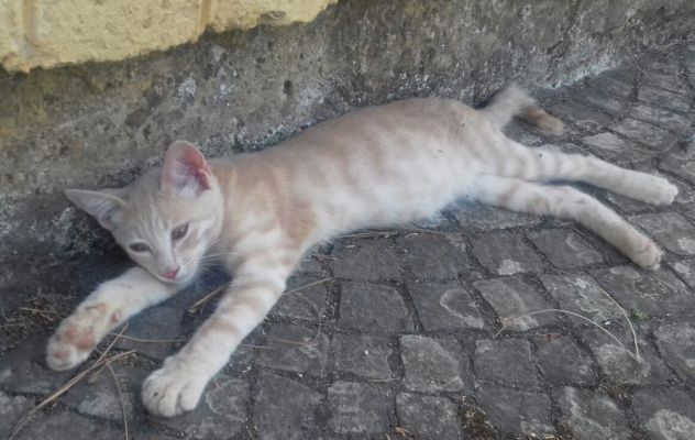 NERINO E CHAMPAGNINO, teneri micini - Foto 4