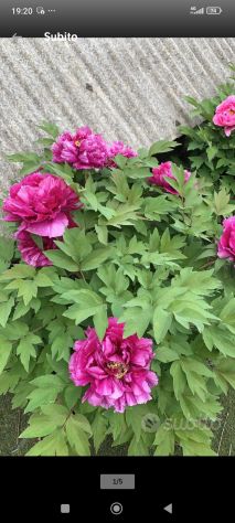 Peonie arbustive per il giardino