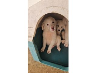 Lella: 3 mesi taglia media