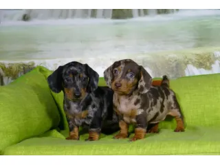 bassotti cuccioli toy