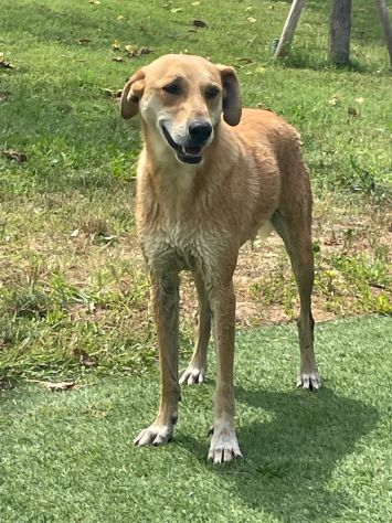 KARINA: CAGNOLINA METICCIA DA ADOTTARE !!! - Foto 3
