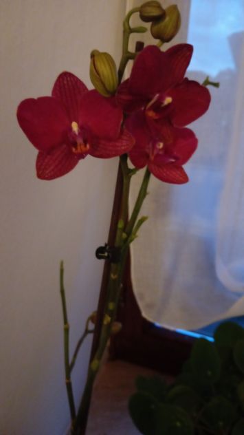 Agenzia di modelle e accompagnatrici - Foto 2