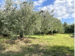 Terreno agricolo in vendita a Martignana - Empoli 5300 mq  Rif: 1351258