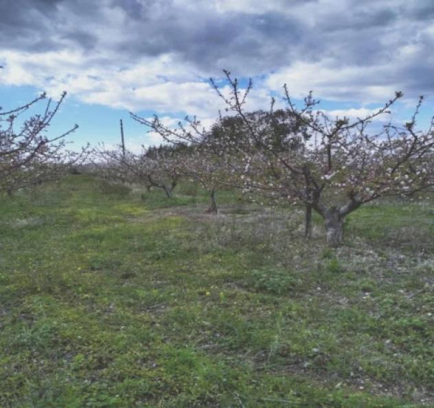 Immobile in asta di 35921 m² in vendita a Scanzano Jonico - Foto 3