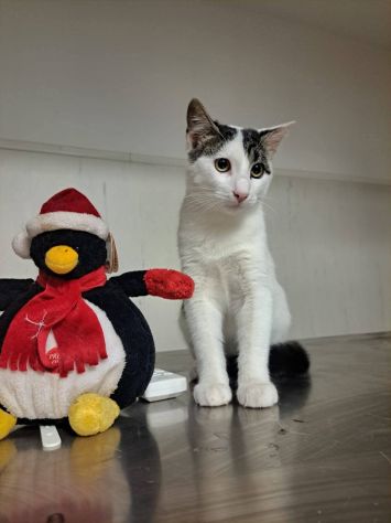 Tondo gattino - Foto 2