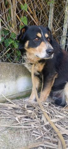 UN'OCCASIONE ANCHE PER GATSBY  CAGNOLINO IN ADOZIONE - Foto 8