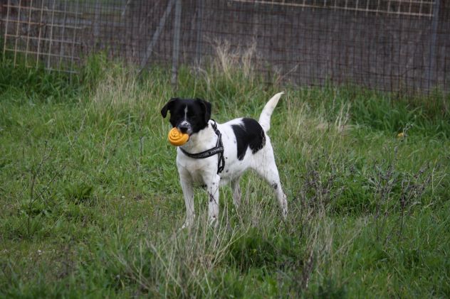 Adotta un cane dal canile, cambia il suo destino!! - Foto 2