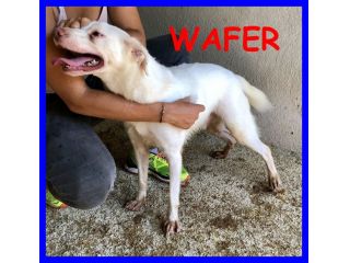 WAFER,DOLCISSIMO SIMIL LABRADOR CERCA CASA