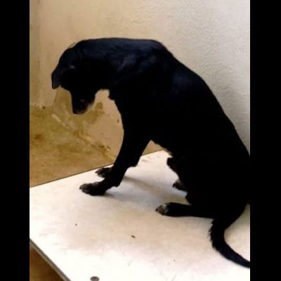 MOZART DOLCEZZA E AVVILIMENTO CANE IN ADOZIONE TG MEDIO CONTENUTA - Foto 2