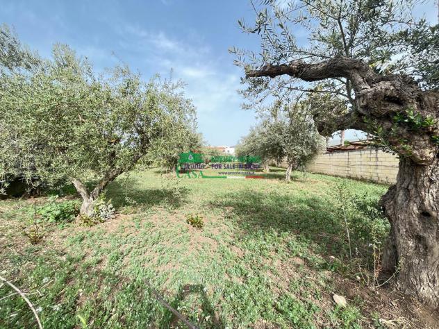 TERRENO AGRICOLO CON ULIVETO - Foto 2