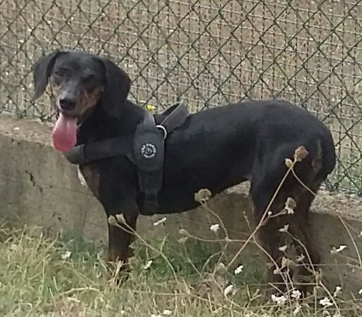 GILDA 4anni buona con tutti i cani! - Foto 2