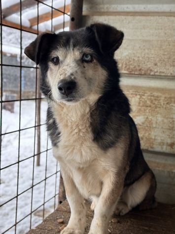 ODINO, taglia piccola SUPER COCCOLONE! - Foto 4