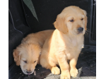 Adozione Golden retriever piccolo
