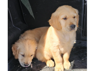 Adozione Golden retriever piccolo