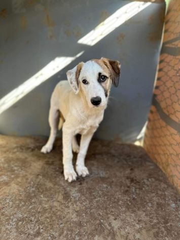 CUCCIOLA IN ADOZIONE TELMA - Foto 2