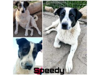 Cucciolone da sogno cerca ancora casa