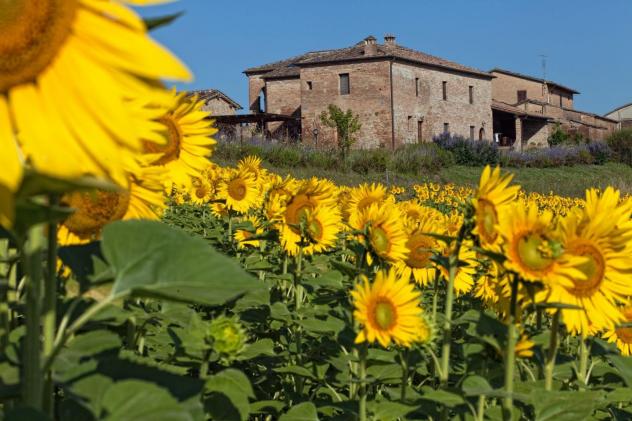 Colonica in vendita a Monteroni d'Arbia 480 mq Rif: 1305426