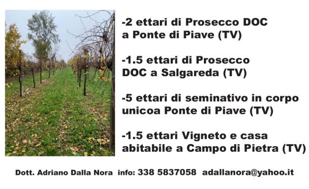 VIGNETI DI PROSECCO IN VENDITA - Foto 5