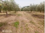 Vigneto in vendita a Lanciano