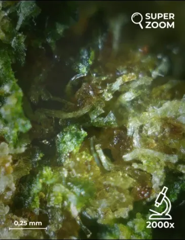 Zkittlez - Foto 5
