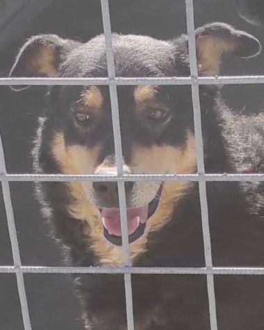 CANE IN ADOZIONE. L' ATTESA DI CAFFE' - Foto 8
