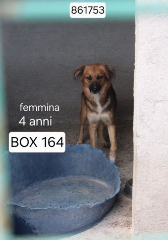 FRECCIA 4 ANNI 12 kg circa IN CANILE - Foto 4