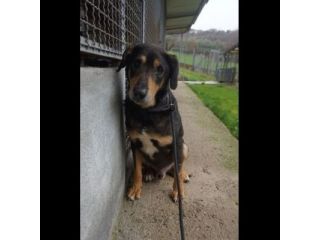 STILTON CERCA SALVEZZA CANE IN ADOZIONE
