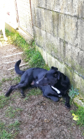 CANE IN ADOZIONE: ARON - Foto 3