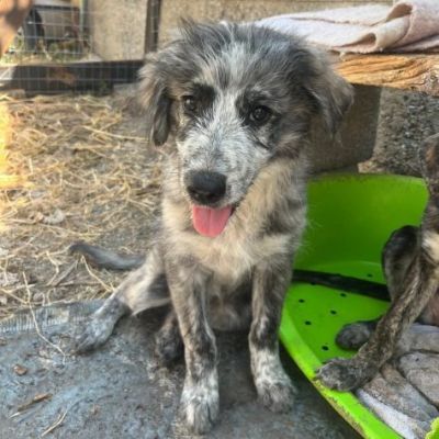 ERIN MERAVIGLIOSA CUCCIOLA IN ADOZIONE - Foto 6