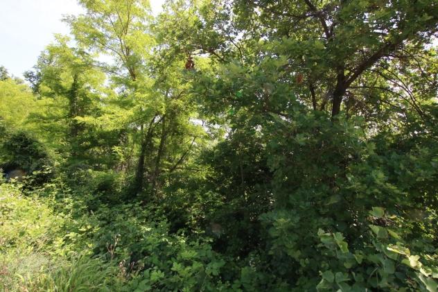 Bosco in vendita a Castegnero - Foto 7