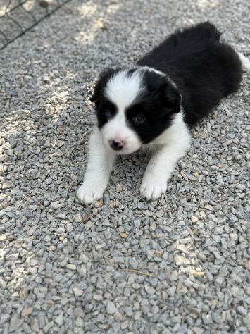 Selezionati Border Collie con pedigree - Foto 10