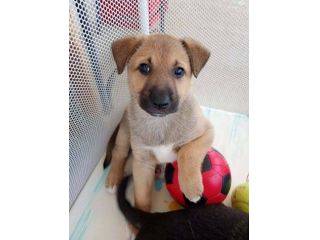 Ares cucciolo