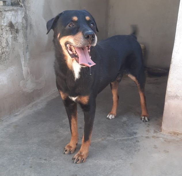 MARLEY - simil rottweiler di 13 anni